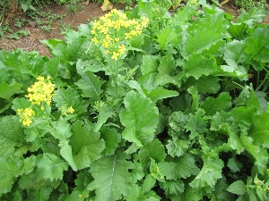 Brassica rapa