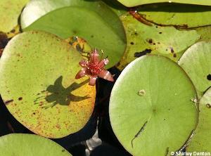 Brasenia schreberi