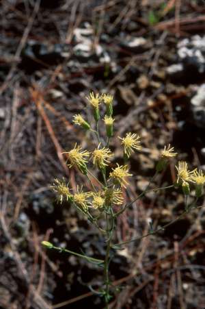 Brickellia mosieri