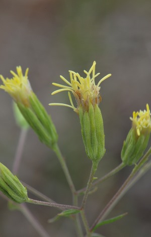 Brickellia mosieri