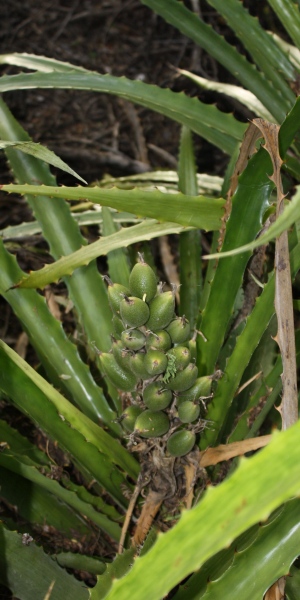 Bromelia pinguin