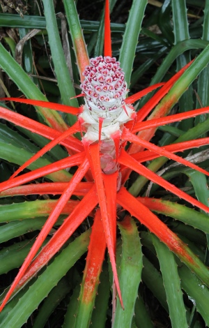 Bromelia balansae