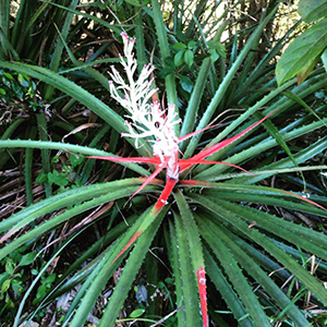 Bromelia pinguin