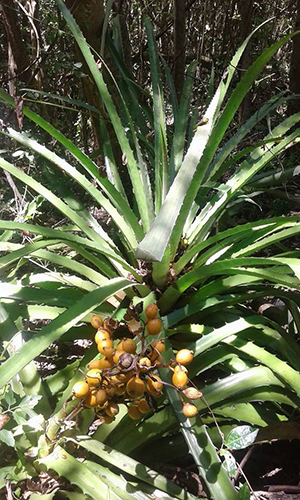 Bromelia pinguin