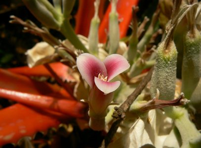 Bromelia pinguin