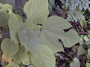 Broussonetia papyrifera