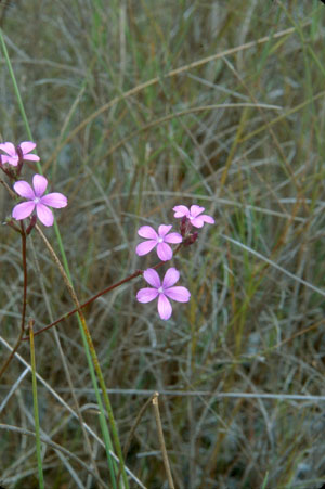 Buchnera americana