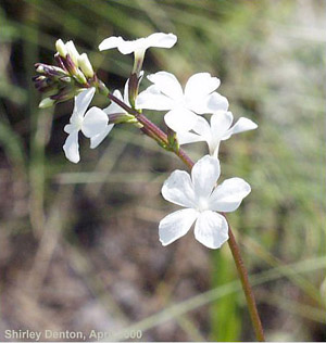 Buchnera americana