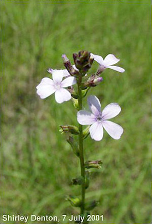 Buchnera americana