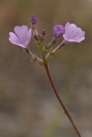 Buchnera americana