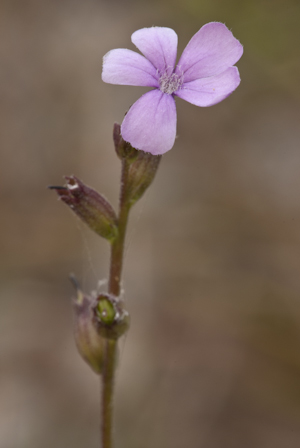 Buchnera americana