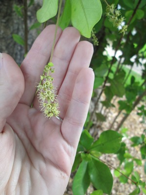 Terminalia buceras