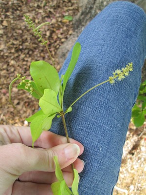 Terminalia buceras