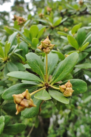 Terminalia molinetii