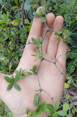 Terminalia molinetii