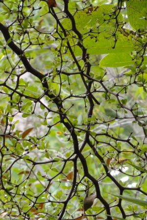 Terminalia molinetii