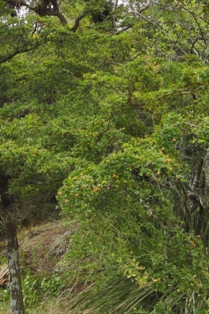 Terminalia molinetii