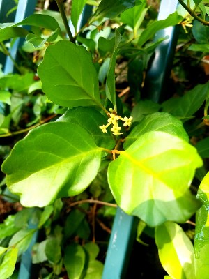 Buddleja indica