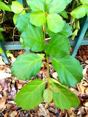 Buddleja indica