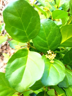 Buddleja indica