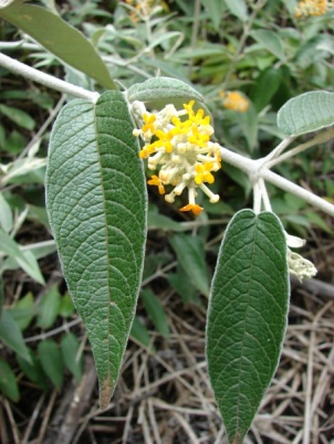 Buddleja madagascariensis