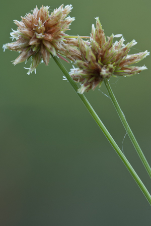 Bulbostylis barbata