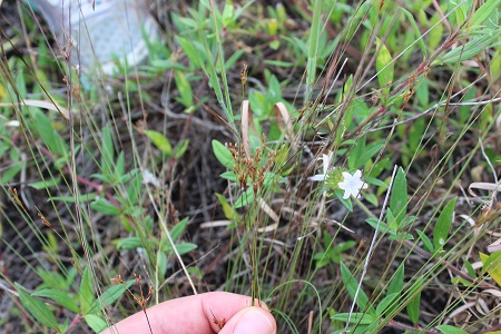 Bulbostylis ciliatifolia