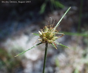 Bulbostylis warei