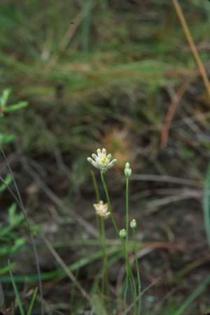 Burmannia capitata