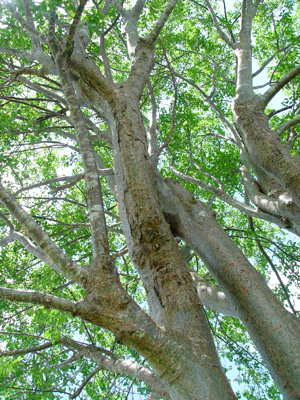 Bursera simaruba