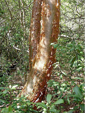 Bursera simaruba