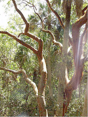 Bursera simaruba