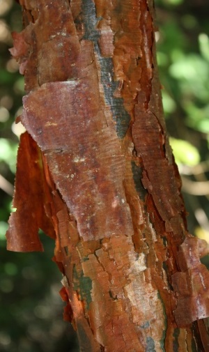 Bursera simaruba