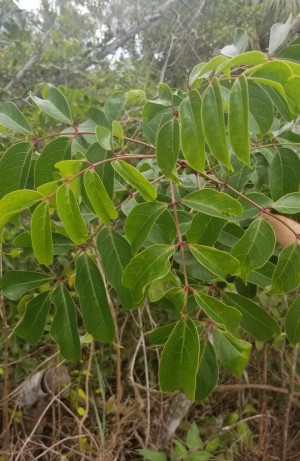 Bursera simaruba