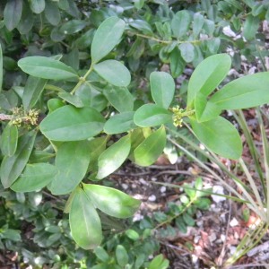 Buxus vahlii