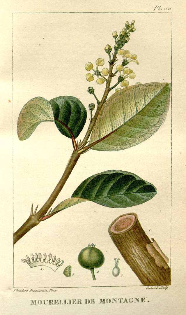 Byrsonima crassifolia