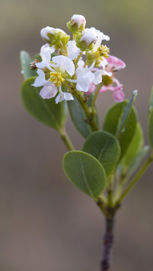 Byrsonima lucida