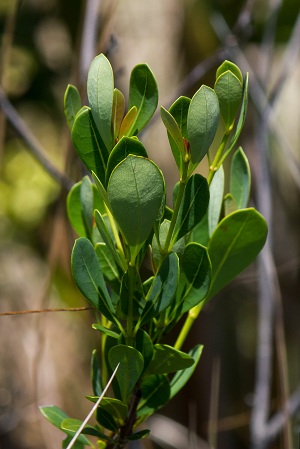 Byrsonima lucida