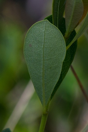 Byrsonima lucida