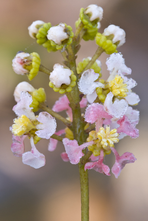 Byrsonima lucida