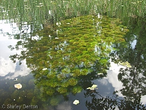 Cabomba caroliniana