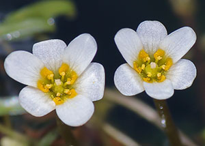 Cabomba caroliniana