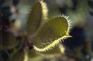 Caesalpinia bonduc