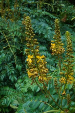 Caesalpinia bonduc