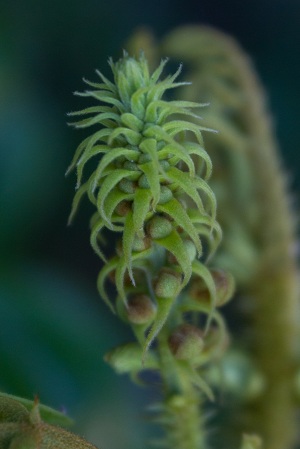 Caesalpinia bonduc