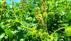 Caesalpinia bonduc