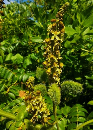 Caesalpinia bonduc