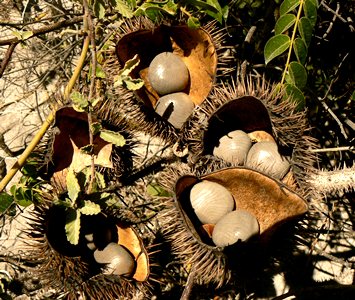 Caesalpinia bonduc