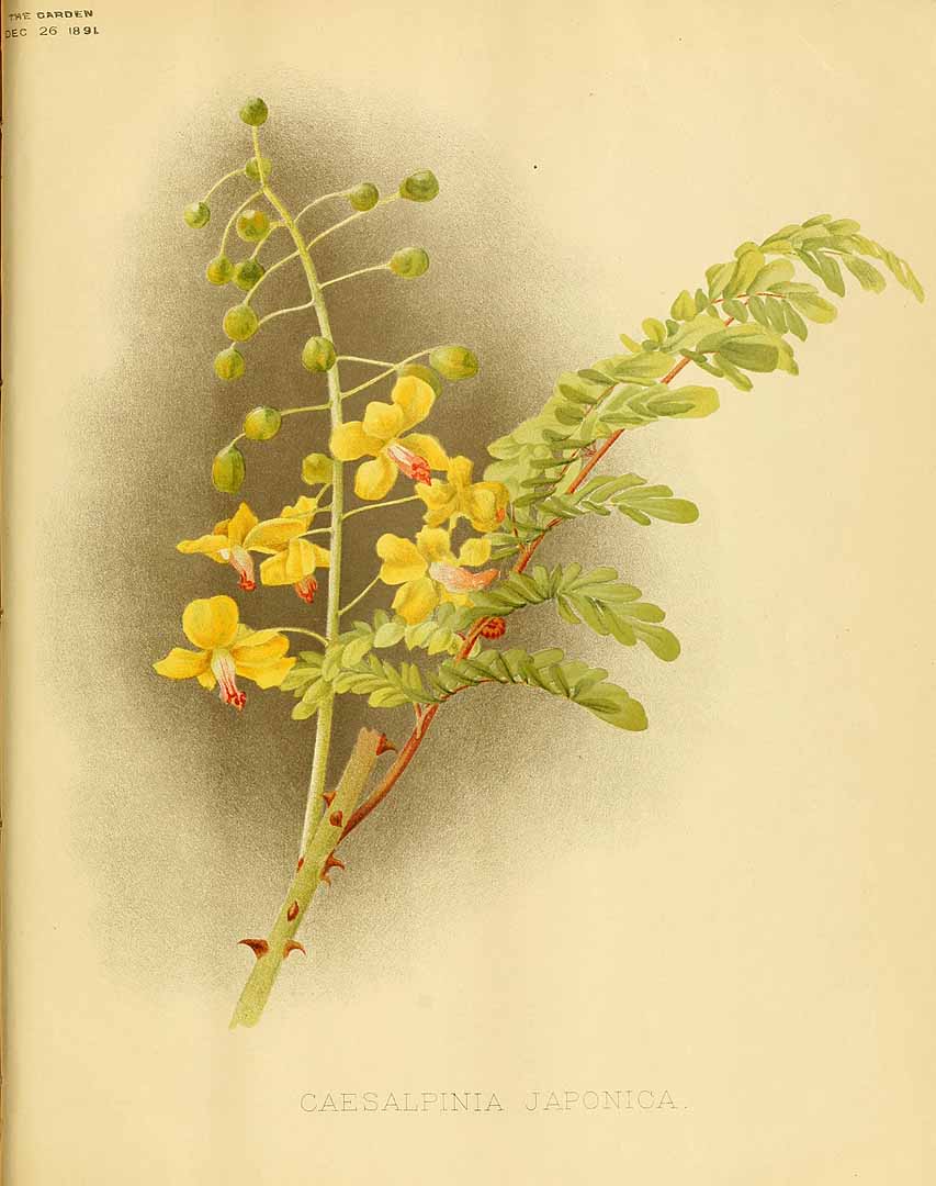 Caesalpinia decapetala