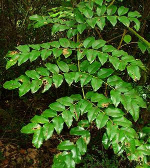 Caesalpinia major